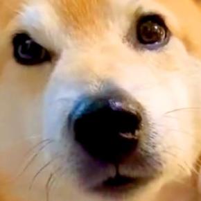 三毛猫が『13歳のおじいちゃん犬』を愛しすぎた結果→常に『大好き』とくっつき…あまりにも尊い光景が142万再生「素敵な家族」「泣けた」