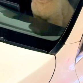 1分間だけ『犬に車で待ってもらった』結果→戻ったら『助手席』にいて…思わず二度見する光景が65万再生「疲れ吹き飛んだw」「おじさんで草」