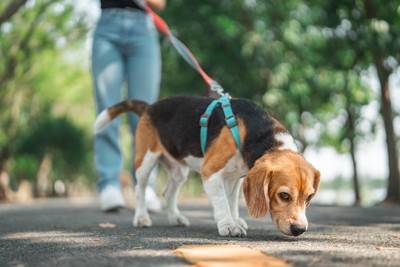 ビーグル犬