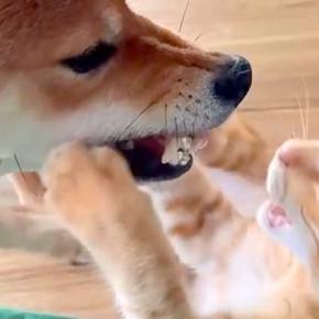 犬と猫が激しいケンカをしていたので『スローで撮影してみた』結果→思わず笑う『まさかの光景』が237万再生「優しい世界」「やばい、かわいい」