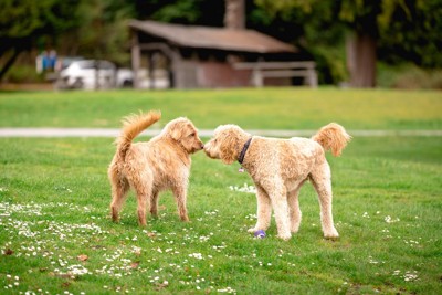 犬同士の挨拶