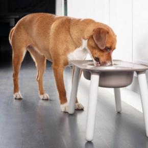 犬に絶対NGな『食器』6選 危険なお皿の特徴や愛犬に与える悪影響まで解説