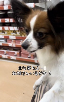 前方をじっと見つめる犬