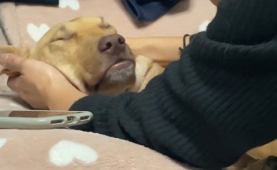 人間に見えてくる…!?