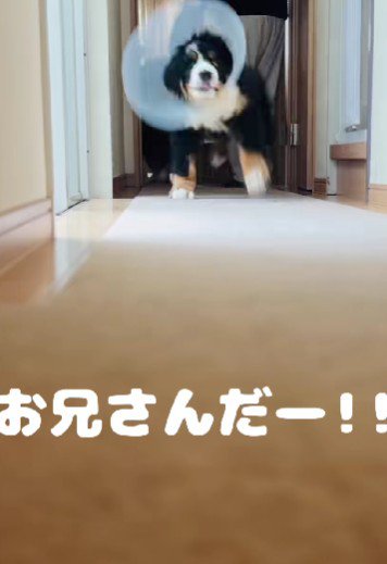 大好きなお兄さんが来たら…