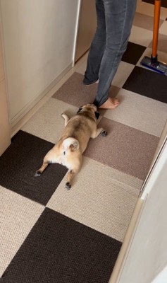 引きずられる小型犬