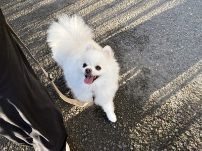 散歩