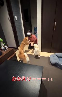 女の子に飛びつく犬2