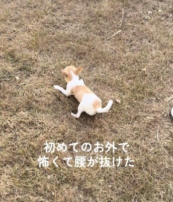芝生に伏せる犬