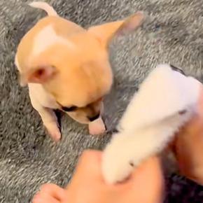 ドンキで小さな靴下を発見→550グラムの極小赤ちゃん犬に『洋服を手作りした』結果…似合いすぎている光景が11万再生「天才」「可愛すぎる」