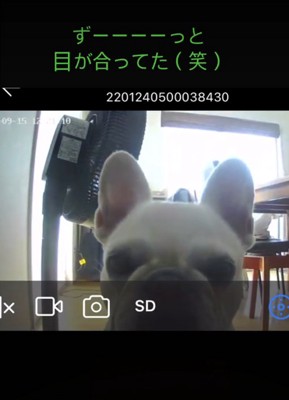 見つめる犬2