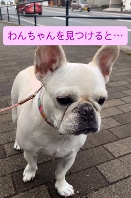 遠くを見つめる犬