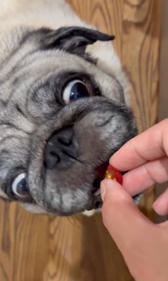 お目目を見開いてパクッ♪