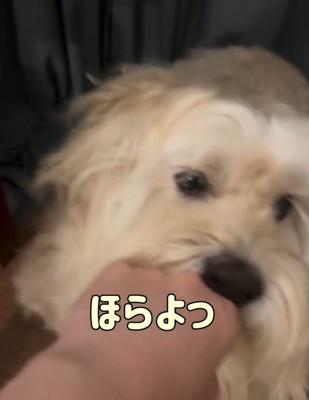 投げやりなかまぼこちゃん