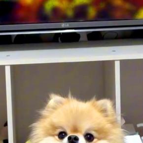 アニメの重要なシーンを見ていたら、大事なところで『犬』が…完全に笑わせにきている光景に爆笑「ピロピロww」「ポメ界のイジリー岡田で草」
