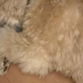 仕事の帰り道、駅前でワンコを撫でた結果→帰宅後、愛犬が『ニオイ』で気付き…小さな子供のような『拗ね方』が26万再生「イジイジｗ」「可愛い」