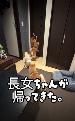 4匹の犬の後ろ姿