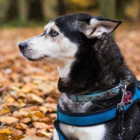 犬が嫌がる『5つの場所』苦手に感じてしまう要因や嫌悪感を抱いているときの行動まで