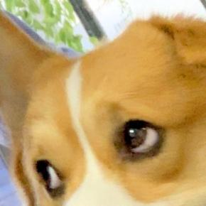 犬の誕生日だったので『一緒に自撮り』をしてみた結果→『可愛く撮れるかな』と思ったら…まさかの表情に4万いいね「傑作w」「すごい顔で草」