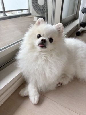 あざと可愛い