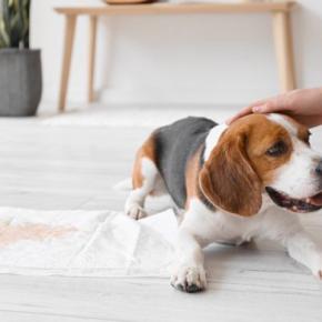 犬の『おしっこの色』がいつもと違う？今すぐに病院へ行くべき危険な状態まで解説