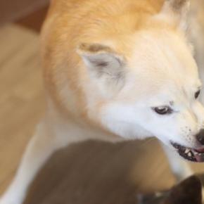 犬が『噛みついてくる』理由7選 飼い主に攻撃的になっているときの心理や対処法まで