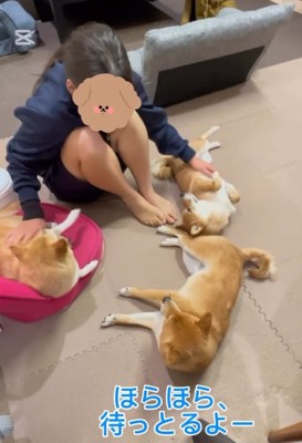豆柴たちを撫でる次女