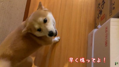急かしながら一緒にお部屋へ
