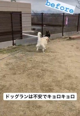 ドッグランでも不安そうにキョロキョロ