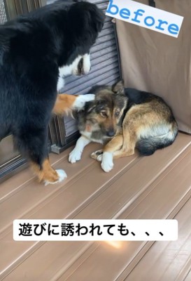わらびちゃんはスルー！
