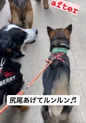 しっぽを上げて、ルンルンで歩くように♪