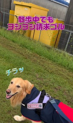 チラ見して「ヨシヨシして」と要求