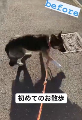 しっぽを下げて、警戒しながらお散歩