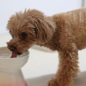 自宅でできる愛犬の『健康チェック』とは？病気や異常を発見するために見るべきポイントまで