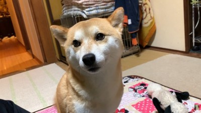 素直に甘えにきたハナちゃん
