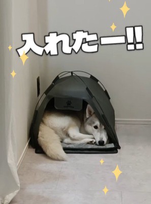 ミニテントなのに入れた!!