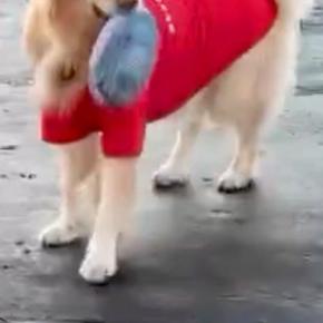 妻からLINEで『大型犬の映像』が送られてきたので、確認すると…今すぐ会いたくなる『切ない光景』が12万再生「泣ける」「探してるの可愛い」