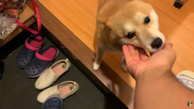 「おかえり」のペロペロ