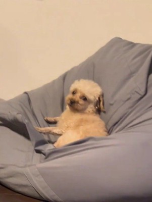 先輩犬のらいくん