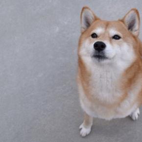犬に絶対やってはいけない『愛情表現』7選 愛犬を苦しめる飼い主の行動や適切なスキンシップまで