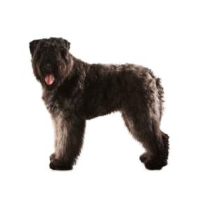 日本ではあまり見かけない『珍しい犬種』5選　どうやって迎えたらいいの？飼育の注意点まで解説