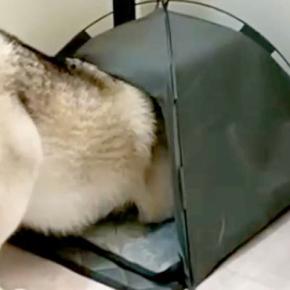 大型犬のために買った『テント』のサイズを間違えた結果→『絶対に入れない』と思ったら…まさかの光景に反響「可愛すぎるww」「ギチギチで草」