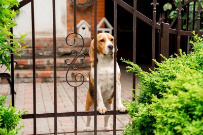 門の外を眺める犬