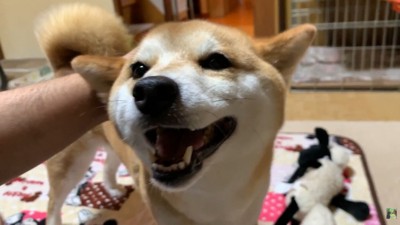 撫でたら笑顔に♪