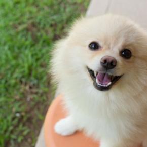 犬が『余計なお世話だな』と感じる行動5つ　飼い主が良かれと思ってやりがちなタブー行為とは？