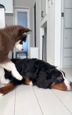 兄犬の体に前足を軽く触れる子犬