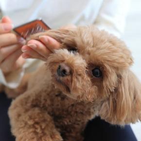 『モフモフ』な人気犬種6選　ふわふわな毛並みを持つワンコの魅力や適切なお手入れ方法まで