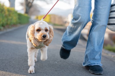 歩く垂れ耳の犬、人の足元
