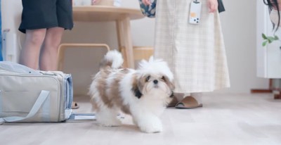 お店に入って店内を歩き回る子犬