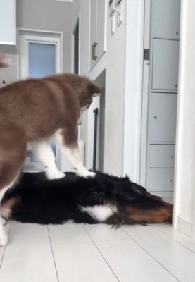 寝転がっている兄犬の体に、前足を乗せて乗っかる子犬
